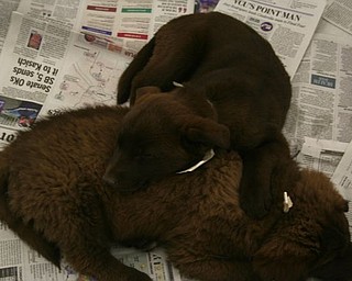 The Northeast Ohio Pet Expo Show & Sale at the Eastwood Expo Center in Niles.