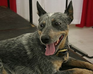 The Northeast Ohio Pet Expo Show & Sale at the Eastwood Expo Center in Niles.