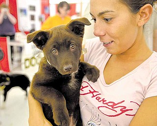 Lori Henninger of Austintown plays with a puppy available for adoption through Angels for Animals, an organization that finds homes for animals and provides spaying and neutering services. Angels is one of the participants at the Northeast Ohio Pet Expo Show and Sale which continues today at the Eastwood Expo Center in Niles.
