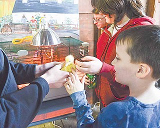Abby Kelly, 11 (in red), and Sam Kelly, 7 (in blue), visit with a baby duckling at the annual Animal Baby Shower at the MetroParks Farm in Canfield on Sunday afternoon.
