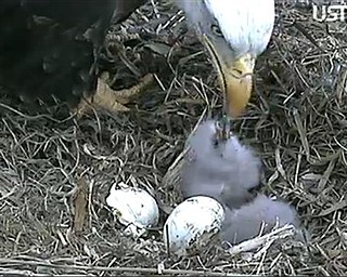 In this image taken from live streaming video provided by the Raptor Resource Project, an eagle feeds its newly-hatched chicks in their nest in Decorah, Iowa on Sunday, April 3, 2011. A live video feed with a bird's eye view of eagle eggs hatching has attracted more than 100,000 followers _ so many that the site crashed briefly Saturday after the first eaglet emerged. The camera sponsored by the Raptor Resource Project shows a nest 80 feet up in a tree overlooking a trout stream at the Decorah Fish Hatchery, where the pair of eagles is welcoming their brood.