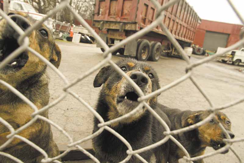Dogs guard a trucking company at 1300 Oak Hill Ave. City and Mahoning County officials swarmed over a section of the South Side investigating public nuisances, including unlicensed dogs, loose dogs, litter accumulation and abandoned vehicles.