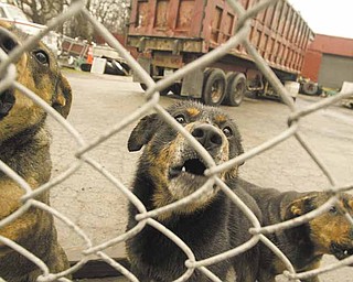 Dogs guard a trucking company at 1300 Oak Hill Ave. City and Mahoning County officials swarmed over a section of the South Side investigating public nuisances, including unlicensed dogs, loose dogs, litter accumulation and abandoned vehicles.