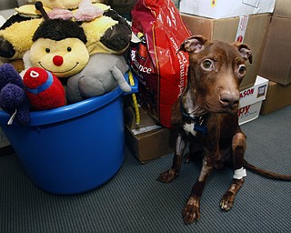 A 1-year-old pit bull nicknamed Patrick sits Tuesday near piles of gifts donated to him as he recovers at Garden State Veterinary Specialists in Tinton Falls, N.J., after being found starved and dumped in a trash chute. Kisha Curtis, 27, of Newark, pleaded not guilty to animal abuse charges. Authorities believe Curtis tied the dog to a railing in her Newark apartment building and left the state for more than a week.