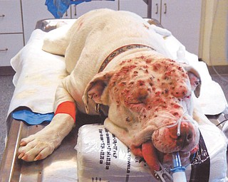 An American bulldog that was shot in Brookfield Township sometime over the weekend undergoes surgery at a local veterinarian’s. The dog suffered gunshot pellet wounds to its face, but was recovering fine after Wednesday’s surgery. Police and a county humane agent are investigating.