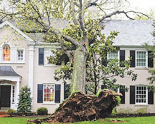 A tree lies on a house on Creveling Lane in Mount Lookout, uprooted by the overnight storms, Wednesday, April 20, 2011, in Cincinnati.
