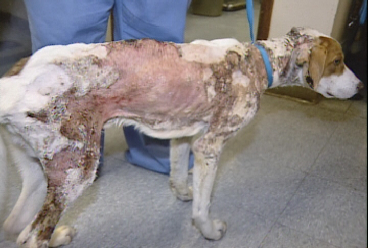 Chance was found wandering in Sharon, Pa., on April 10 with burns over more than 50 percent of his body. He also was emaciated and had three broken teeth.