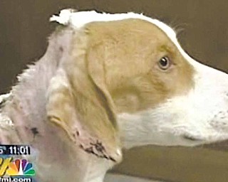 Two people have been arrested in the chemical burning of their dog, who is now in the custody of the Mercer County Humane Society. The humane society has named the 14-month-old hound mix Chance.