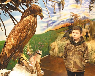 Jonathan Beveridge, 7, of East Palestine checks out an eagle displayed at the Beaver Creek Wildlife Education Center.