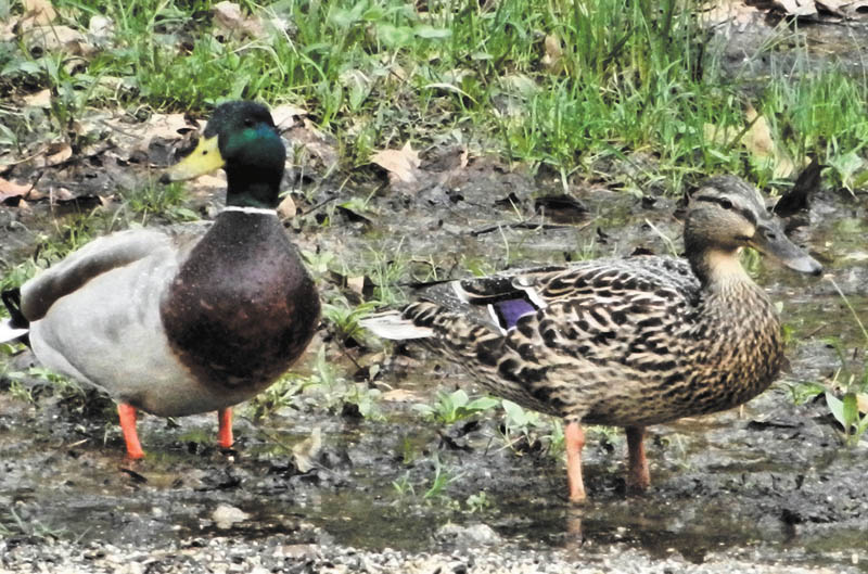 Photo detail