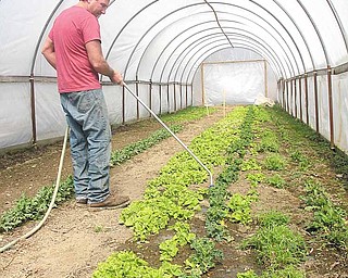 Floyd Davis, owner of The Red Basket Farm in Kinsman, waters a mixture of lettuces growing in one of his high-tunnel greenhouses. Davis cultivates pesticide-free produce all winter long and sells it at area farmers’ markets and to restaurants in Cleveland.