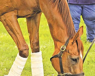 Kentucky Derby winner Animal Kingdom grazes on fresh grass after the ride from Kentucky to Herringswell Stables at Fair Hill Training Center Tuesday, May 10, 2011 in Elkton, Maryland. Animal Kingdom is training for the Preakness.