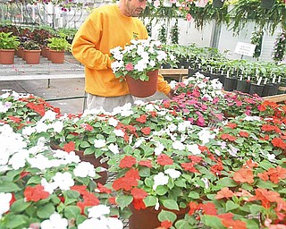 Sean Fitzpatrick works with the plants at Mashorda’s County Gardens in Austintown, where wet weather slowed business during a normally busy season.