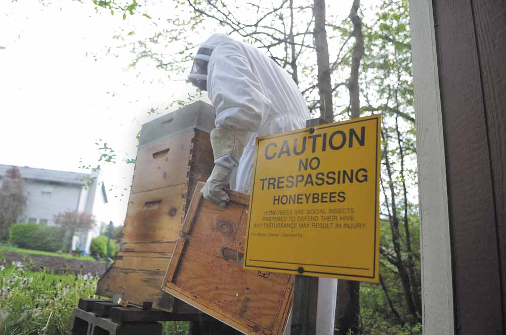 Alan Eggleston of Cortland checks on the honeybee hives in his backyard. Eggleston, president of the Trumbull County Beekeepers Association, has kept hives as a hobby for the past eight years. 