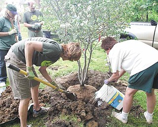 Leslie Cusano | The Vindicator .Christine Silvestri of Youngstown and Elida Schiavone of Poland put the finishing touches on a newly planted hawthorne tree. The two and other volunteers from the Treez Please organization planted 5 trees in a vacant lot on Ohio Avenue on the city's North Side Saturday.