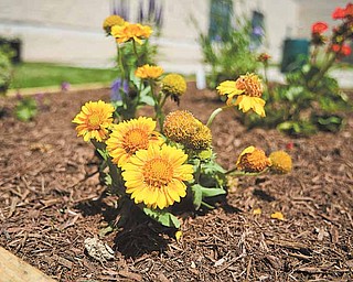 Flowers bloom in the courtyard garden at Volney Rogers Middle School on Youngstown’s West Side. Students planted the garden to memorialize Volney Rogers, who founded Mill Creek Park.