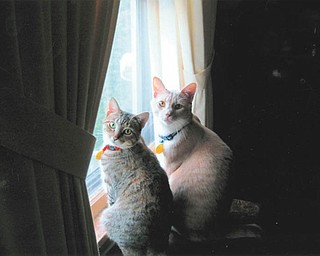 Edna and Barney are both 2 years old. They were adopted from Angels for Animals by Lee and Barb Yaist of Boardman.