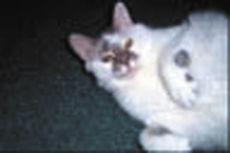 Photo detail
