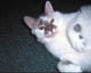 Five years ago, Marianne Lordi of Boardman went to Alchemy Acres Animal Rescue in Salem to get a cute little kitty. She ended up coming home with this adult funny face boy she calls Bailey. He is now 6 years old and is such a joy.