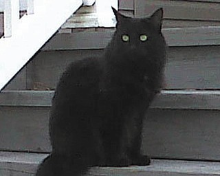 My name is Hershey. I came to my family in June 2008. I was a drop-off and also a very wild stray kitten, but with lots of love, patience and care, I became a wonderful kitty. I am still afraid of humans, but I love my big sisters, Muffie and Harlie. — Submitted by April Morris Prest of Youngstown