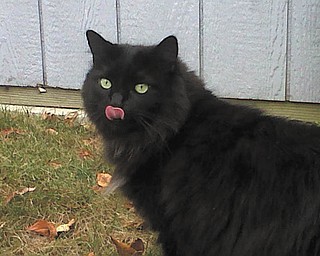 My name is Harlie, and I was a junkyard cat. My dad brought me home with two other siblings in November 2005. One sibling got adopted, but my mom had to put my other one to sleep because he was so sick. I am very afraid of strangers. Otherwise I am a very happy kitty, and I take care of my little sister Hershey. — Submitted by April Morris Prest of Youngstown