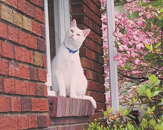 Mamie Denehy of Lowellville says Moogle came to them about a year ago. He is about 1 1/2 years old.