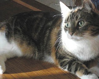 This is my kitty Abigail. She adopted me in June 1997, and celebrated her 14th birthday in April. I think she's the prettiest girl in the world, but I must admit, I'm a little biased! — Submitted by Darlene & Roy Reese of Canfield