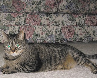 Amber is 11 years old and was adopted from Second Chance Animal Rescue in 2000 by Becky Backur of Austintown.