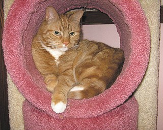 Lucky is 10 years old and was adopted from Second Chance Animal Rescue in 2001 by Becky Backur of Austintown.