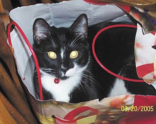 Toby was known as "Lex" at Angels for Animals when Dave and Wendy Billock of Poland adopted him almost 10 years ago. They say he's a real goof ball and loves to greet you when you come to visit and crawl up on your lap.