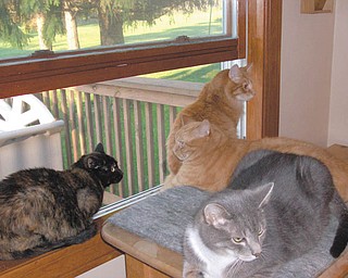 In the window are Erma, a torti, and Romeo, a main coon mix, and on the bench are Moe, a gray tabby, and Max, an orange tabby. Max and Erma were adopted 11 years ago from Angels for Animals. Suzanne Ripple says they went to get one cat but ended up with two so they could keep each other company when the family wasn't home. Her daughter was ecstatic! Because neither would sit on Suzanne's lap, they adopted Moe a year later from Angels. Romeo adopted the family three summers ago when he stayed on their deck for six weeks. They took him through the stray through program at Angels, and he became part of the family. He lives up to his name — he is the most loving cat Suzanne's ever met.