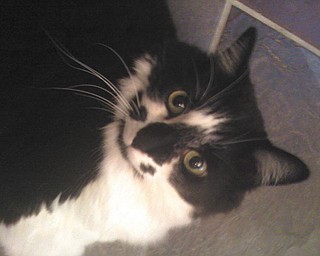 Sissy was adopted in September 1999 from Animal Appeal by Joe and Patty Yank of Boardman.