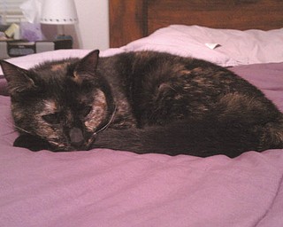 Kya was adopted her by AJ and Gina Nocera of Austintown in August 2010 from the Cat Ladies Society in Youngstown, who saved her from an organization that was going to put her down. She is 2 years old and, although she is partially blind from neglect in her early days, she is perfectly healthy, full of energy and love, and always ready to play. She brings a smile to the face of anyone who walks into their home, and they love having her.
