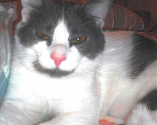 Alice Marchione of Boardman adopted Mr. Grey Beard, 1 year old, from Angels for Animals in November 2010.