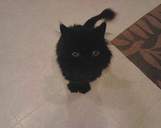 My name is Mr. Magic Moon Cat. I'm a Persian cat and was found very underweight and so matted that Precious Lives in Akron didn't know what type of animal I was until they shaved me! I was very hungry and skinny. Luckily, they helped me along until I was adopted by my new momma. Now I live in a nice home with lots of windows. I share my home with my Twisted Sisters — rescue terriers — who came from Paws and Prayers of Akron; the old homestead lady kitty; a girly cockatoo parrot; and a fish named Acai! But I'm the Lion King of the house. Momma named me the night I came to my new forever home last July. The moon was fuller than ever and copper-colored, like my eyes. — Submitted by Susan Z. of Tallmadge, Ohio