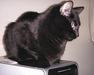 Blackie is one of two cats Sally H. of Boardman adopted from Angels for Animals a little over 10 years ago. They have changed her life and became her second “family.” Although they are brother and sister, you can’t tell; they don’t look or act at all alike, but they have trained her quite well, a fact to which most of my friends can attest. They provide her with love and devotion and are great “watch dogs” who wake up and growl should anyone approach the house at any time — day or night. She knows when they settle back down that they are all safe. She loves to watch their antics. Blackie loves to unravel the toilet paper. Sally even watched him flush the toilet — several times in a row — one night. Her life would be incomplete and boring without them to share it with.