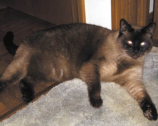 Cocco is one of two cats Sally H. of Boardman adopted from Angels for Animals a little over 10 years ago. They have changed her life and became her second "family." Although they are brother and sister, you can't tell; they don't look or act at all alike, but they have trained her quite well, a fact to which most of my friends can attest. They provide her with love and devotion and are great "watch dogs" who wake up and growl should anyone approach the house at any time — day or night. She knows when they settle back down that they are all safe. Cocco also lets her know when a storm is approaching; she runs and hides and won't come out until it's over. They make her laugh with their antics. Cocco enjoys opening drawers, especially the ones that house their "toys." If she could just train them to put their toys back when they are done! Her life would be incomplete and boring without them to share it with.