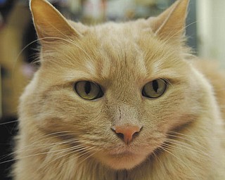 This is Noah. Bob Durick of Struthers obtained him from a couple who foster abused cats. Noah was not abused. He was dumped at a doorstep when his previous owners moved out of their residence. Noah liked to play but the abused cats didn't know how to play.