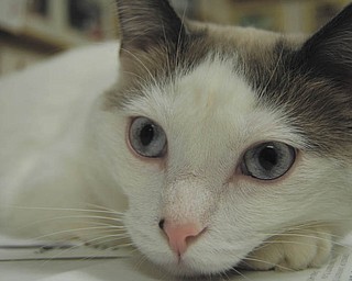 Bob Durick of Struthers "found" Ella when he bounced her under his truck in New Castle, Pa., in March 2009. She was just a kitten and was living on the street. Although she was missing some fur and was a little bloody, she ate some of his leftover spaghetti, climbed into his truck and fell asleep on his lap. Several minutes later, dinner was all over his lap and front seat. Apparently she was allergic to Italian food.