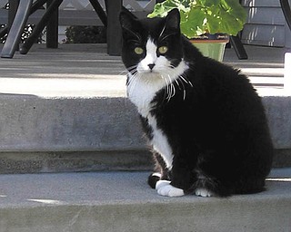 Minnie is 10 years old and was adopted by Carlie and Catheline of Canfield from a shelter where Carlie volunteered in 2002. She was once very shy, introverted little girl, but look at her now — pampered and adored by her forever family! She looks like she's posing for the next issue of "Glam-purr" Magazine!