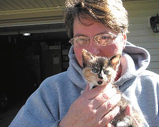 Little Kramer was rescued from a road during a rain storm in April and adopted by Cindy Renner of Mineral Ridge. Kramer was less than 6 weeks old at the time.