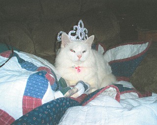 Donita Gerner of Columbiana says Alaina is a special-needs kitty because her eyelashes grow into her eyes. She had surgery and requires eye drops twice a day. Donita adopted her in December 2006.