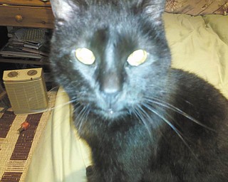 This is Shadow, adopted from a shelter at 6 months old in February 1994. That is not a typo — Shadow will turn 18 this year! — Submitted by Christy Ball of Alliance