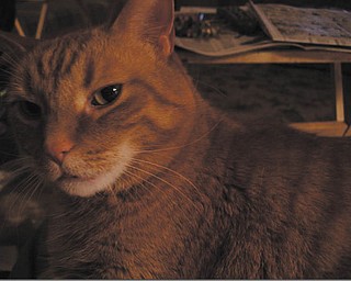 George and Patricia Hughes of Boardman adopted Geoffrey in 2000 from Angels for Animals.