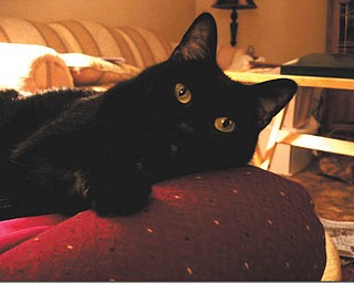 George and Patricia Hughes of Boardman adopted Samantha in 2000 from Angels for Animals.