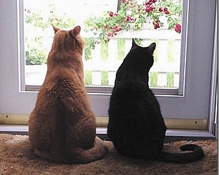 George and Patricia Hughes of Boardman adopted Geoffrey, the orange tabby on the left, and Samantha in 2000 from Angels for Animals.