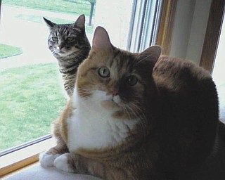 The orange cat, Murray, 7 years old, was found on a country road and saved from a coyote eyeing him for lunch. The gray cat, Muffy, was adopted from Angels for Animals five years ago and is about 6 years old. They both live in Canfield with Lucky, a Lab, and Tally, a Border Collie mix. Owners are Jim and Judi Hickok.