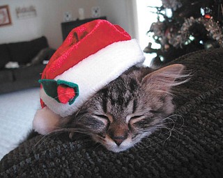 This is Remy. She was adopted in November 2010 from Animal Charity. She was 2 months old at the time of this picture. She is 9 months old now. — Submitted by Tracey DeProfio of Mineral Ridge