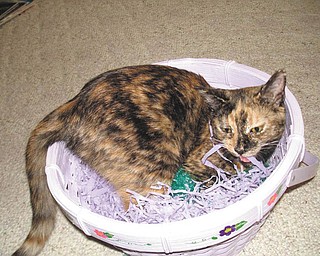 Reese was adopted from TNR of Warren in October 2009. She was 5 months old at the time of this picture. — Submitted by Tracey DeProfio of Mineral Ridge