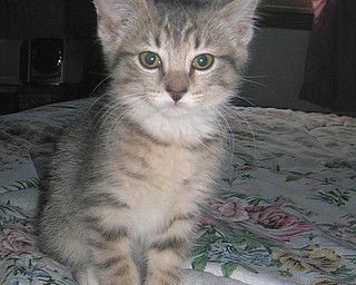 Melanie Diorio of Boardman rescued her kitten, Cutie Pie, from a local shelter on Feb. 28. Cutie Pie is a Manx and Domestic Shorthair mix, and she is very playful and friendly. She is 11 weeks old and weighs just under 2 pounds! She is such a wonderful addition to their home, and now Melanie cannot imagine her life without her new kitten!